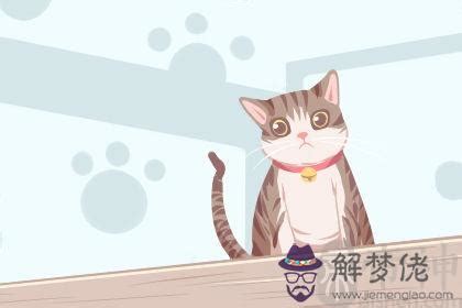 夢見小奶貓